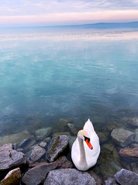 Bird on rock by lake