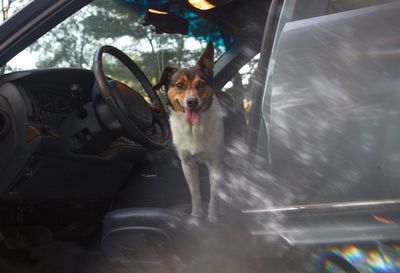 Portrait of dog in car