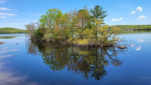 Tree by lake against sky