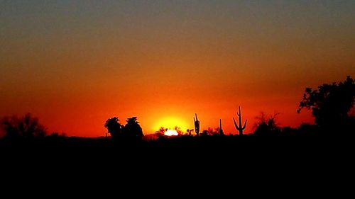 Silhouette of trees at sunset