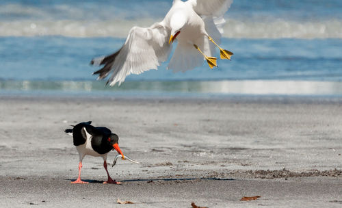 Seagulls flying over beach