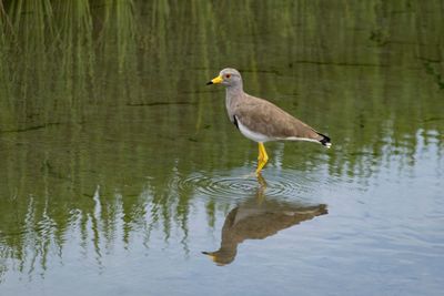 Bird in water