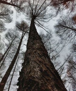 Low angle view of trees