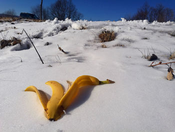 Close-up of banana peel on snowy field