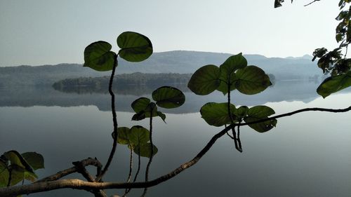 Close-up of lotus water lily in lake against sky