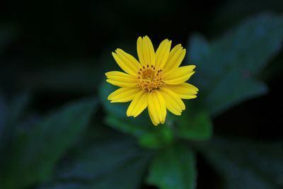 Close-up of yellow flowering plant