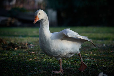 Close-up of seagull on land