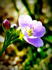 Close-up of flowers blooming outdoors
