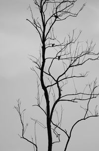 Low angle view of bare tree against sky