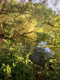 Plants growing on tree