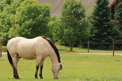 Horses in the field