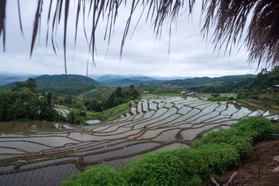 Scenic view of agricultural landscape against sky