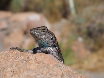 Close-up of lizard on rock