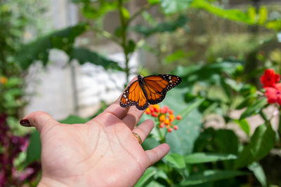 Close-up of butterfly pollinating on flower