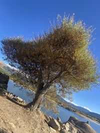 tree