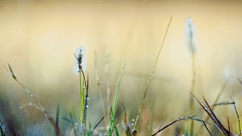 Close-up of dew on grass