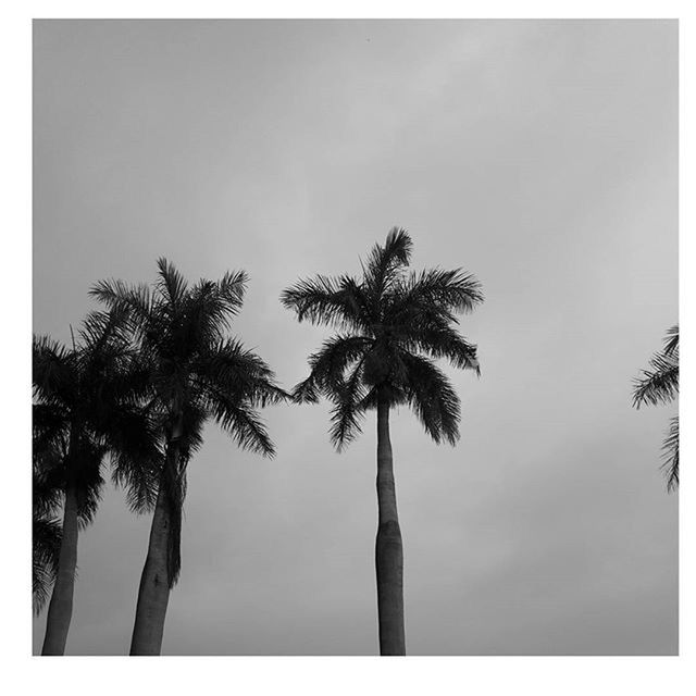 tree, transfer print, palm tree, auto post production filter, low angle view, silhouette, tranquility, sky, growth, nature, tree trunk, beauty in nature, tranquil scene, scenics, tall - high, branch, no people, outdoors, clear sky, day