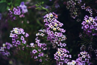 Close-up of purple flowering plants