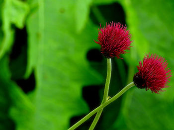 Close-up of fresh purple coneflower blooming outdoors
