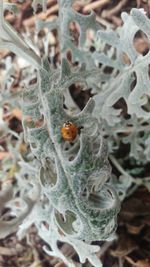 Close-up of insect on plant