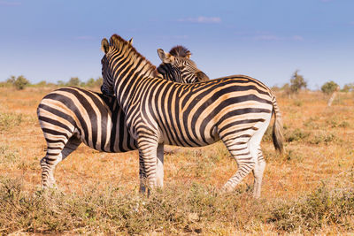 Zebras in a field