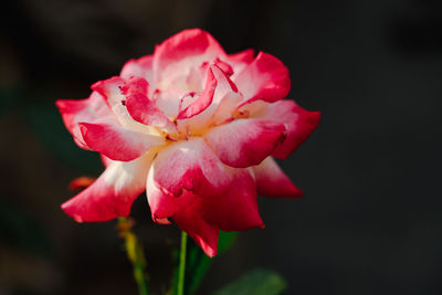 Close-up of pink rose