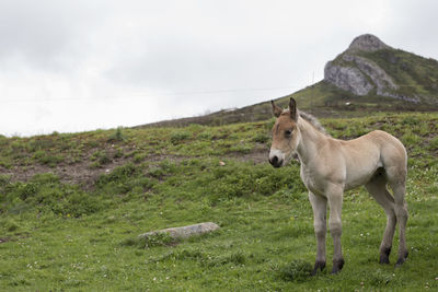 View of a horse on field