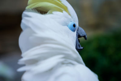 Close-up of a bird