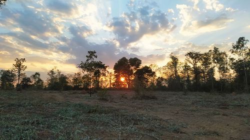 Trees on field against sky during sunset