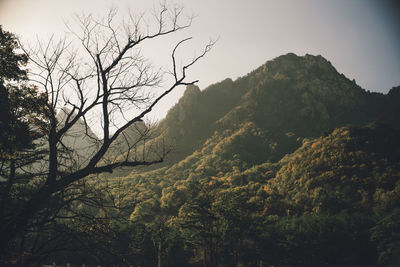 Scenic view of forest against sky