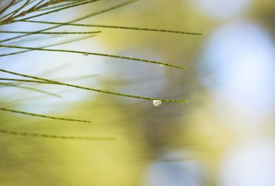 Close-up of drop on plant