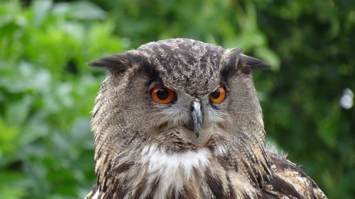 Close-up portrait of owl