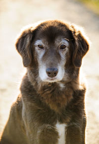 Close-up portrait of mixed-breed dog