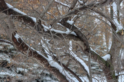 Close-up of frozen bare tree