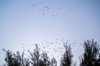 Low angle view of birds flying in sky