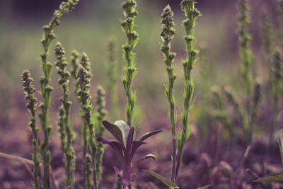 Close-up of purple flowering plant on field