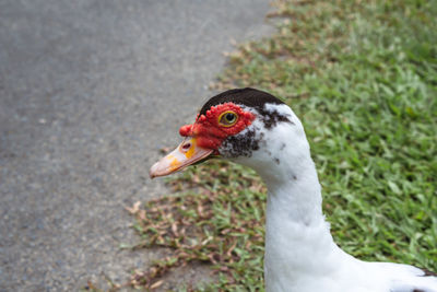 Close-up of a duck