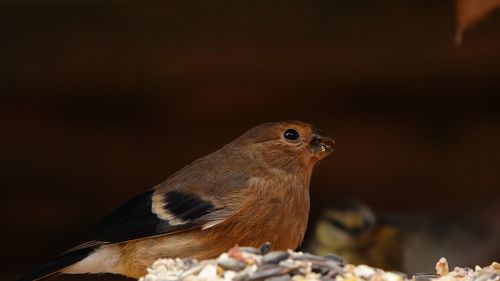 Close-up of a bird