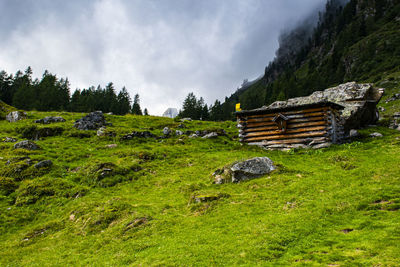 Panoramic view of trees on field against sky