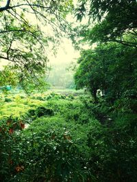 Trees growing in forest