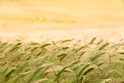 Close-up of wheat growing on field