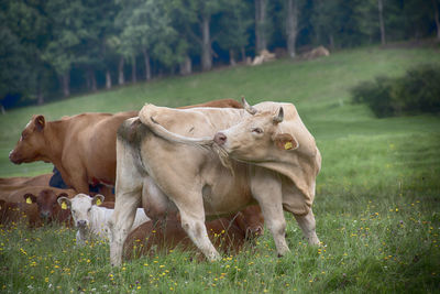 Cows on field