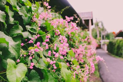 Close-up of pink flowering plants