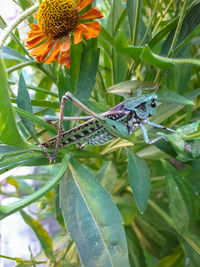 Close-up of insect on flower