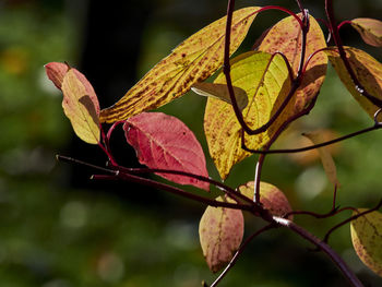 Close-up of autumnal leaves