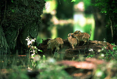 Wild boar piglets on log in forest
