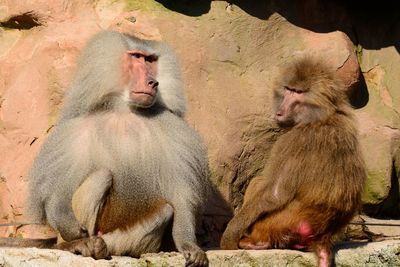 Close-up of monkeys sitting on rock