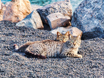 Portrait of cat lying on rock