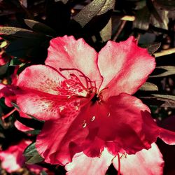 Close-up of pink rose flower