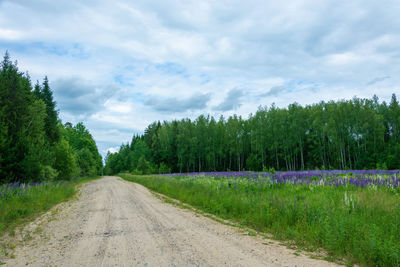 Road amidst trees and plants against sky